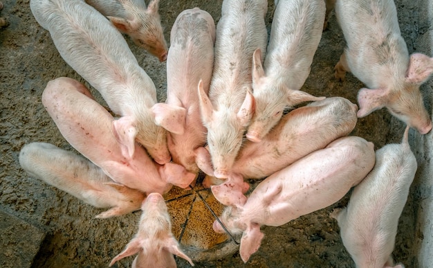 Many little piglets are fighting for food on a rural pig farm top view