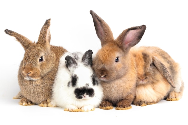 Many little rabbits on a white background Concept of small mammals Easter