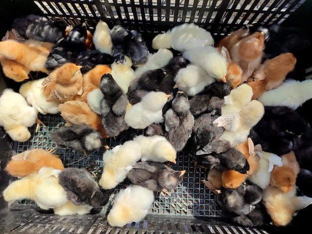 Many little yellow black gray young chickens on farm closeup many hen chickens top view livestock ag