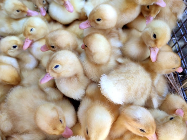 Many little yellow young ducks closeup many ducklings top view livestock agribusiness domestic pet a