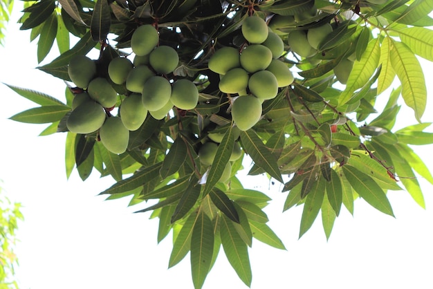 Many mangoes on the tree fruit ripening