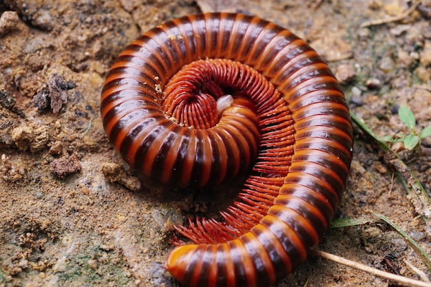 Many millipede legs stretched around