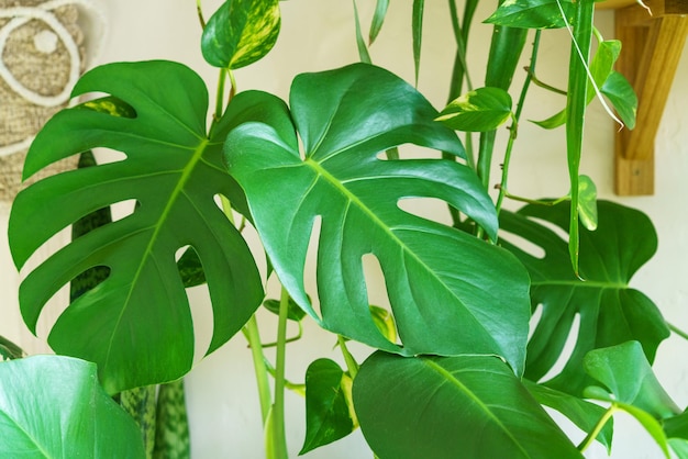 Many monstera plants variety delicose or swiss cheese on light background