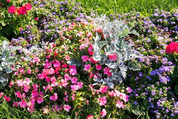 Many multi-colored flowers, outdoor flower bed