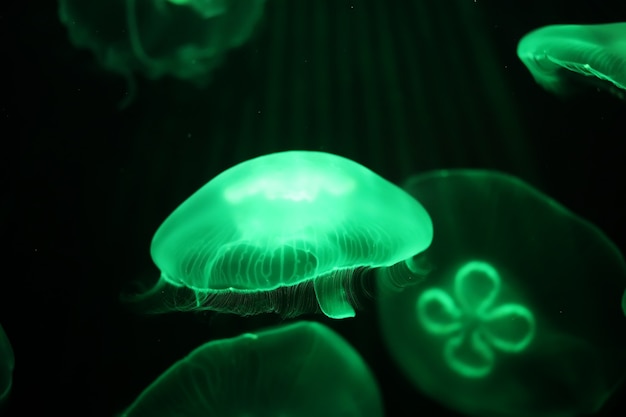 Many multi-colored jellyfish float under water macro shooting