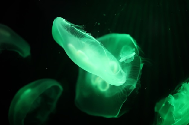 Many multi-colored jellyfish float under water macro shooting