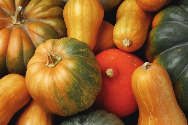 Many multicolor pumpkins, autumn seasonal decorative