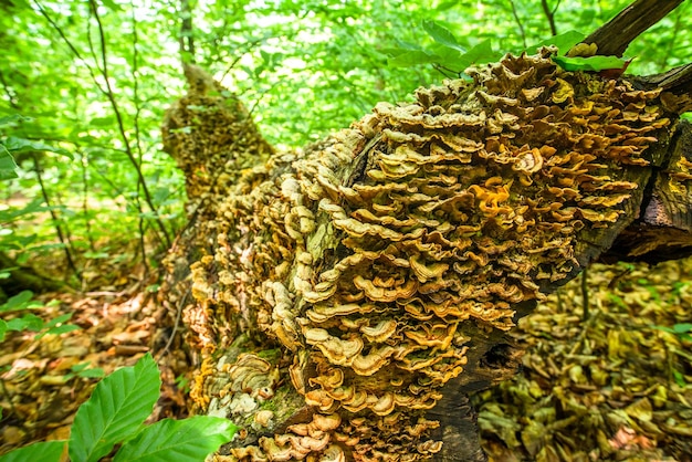 Many mushrooms on an old tree in the forest