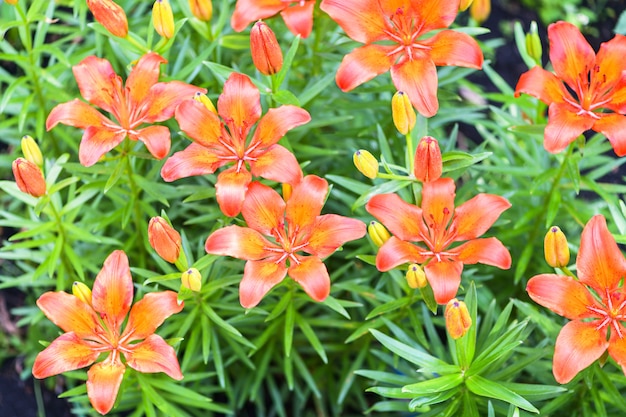 Many orange lilies, daylilies in the garden. Horizontal photography