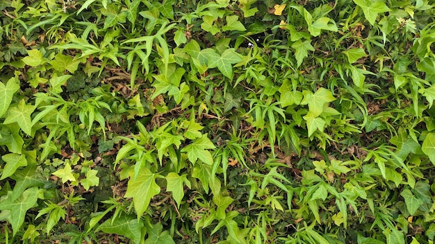 Many people in Portugal like to plant green vines on the fence to make a green wall or hedge that pr