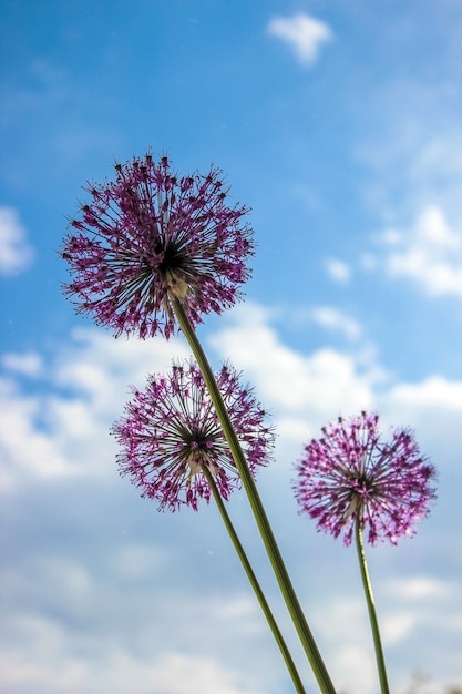 Many pictures of flowers. Collage. Selective focus