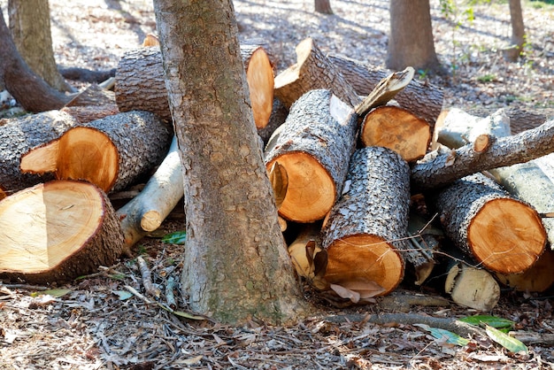 Many pieces of logs to prepare for winter