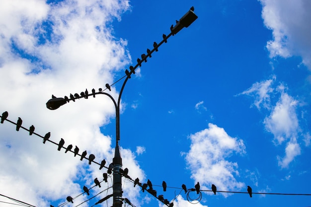 Many pigeons sitting on wires and lampposts against a blue sky with clouds