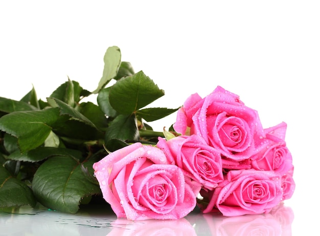 Many pink roses isolated on white