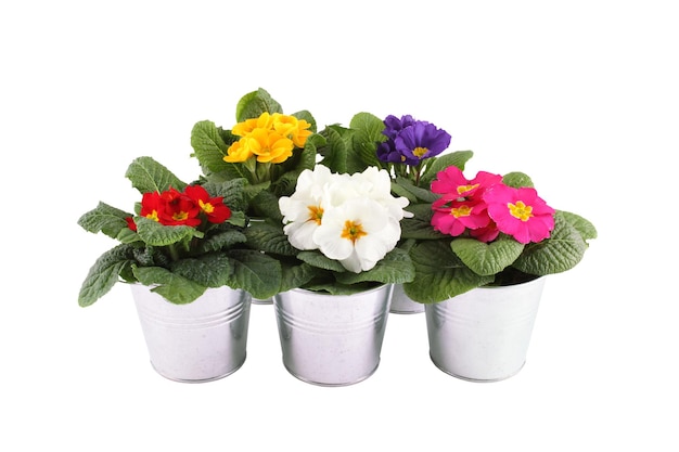 Many Primrose potted plants