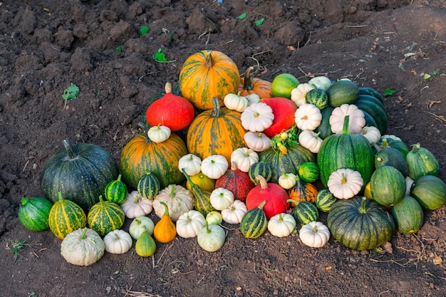 Many pumpkins of different varieties