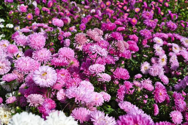 Many purple asters growing on flowerbed in autumn