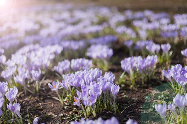 Many purple crocus flowers lot of Dutch spring crocus flowers in field