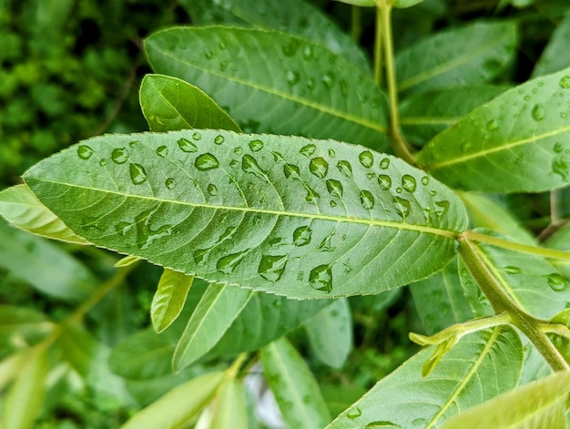 Many rain drops on the leaf