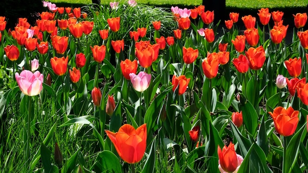 Many red and pink tulips sway in the wind in an open space in the park