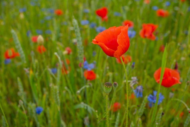 Many red poppies in a field close up forbidden plant cocaine Beautiful landscape