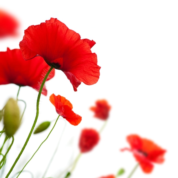 Many red poppies isolated on a white background angle of a page