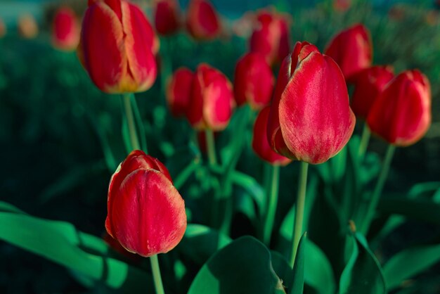 Many red tulips grow in flower bed Closeup of flowers in nature