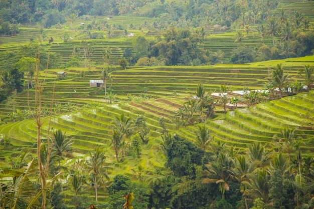 Many rice paddies in Jatiluwih, Bali. Indonesia