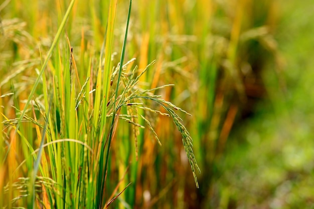 many rice sprouts planted for agriculture