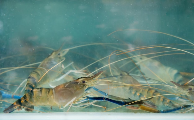 Many River prawns in glass tank focus selective