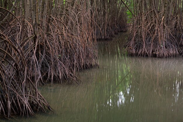 Photo many roots of mangrove trees