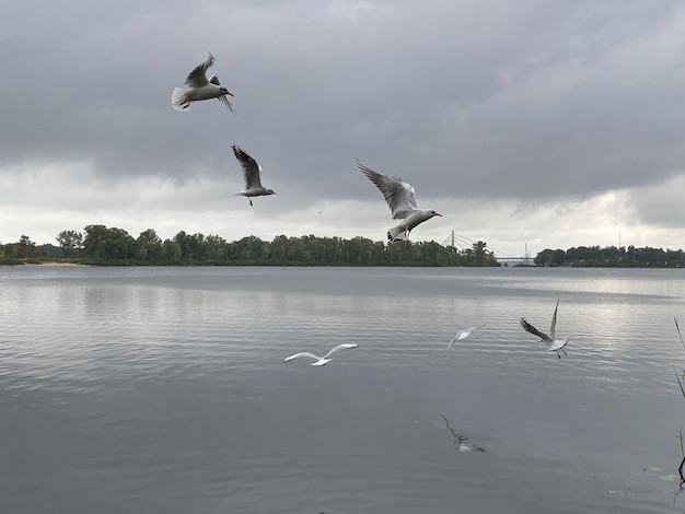 Many seagulls on the river autumn cloudy landscape