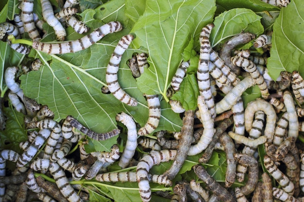 Many silkworms texture eating mulberry leaves