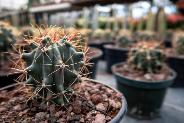 Many small cactus plants potted cacti plant collection