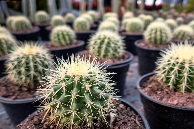 Many small cactus plants potted cacti plant collection