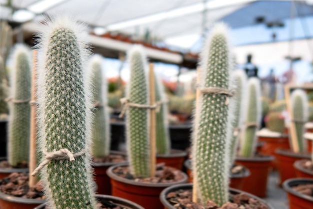 Many small cactus plants potted cacti plant collection