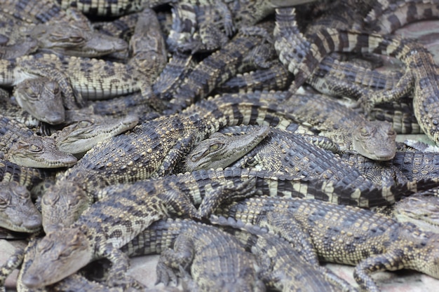 Many small crocodiles