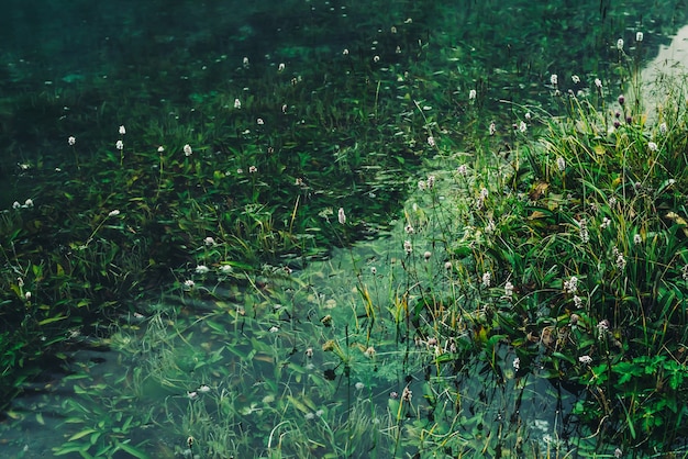 Photo many small flowers in clear water among underwater green grasses after flood green nature