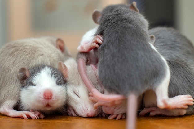 Photo many small funny baby rats warming together one on top of another.