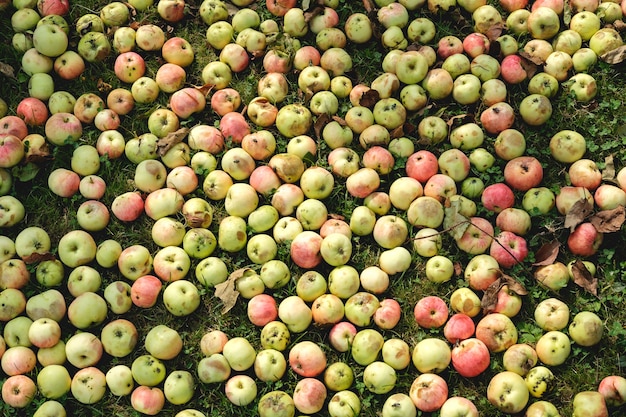 Many small ripe apples that have fallen from the tree are scattered on the grass, damaged and crumpled.