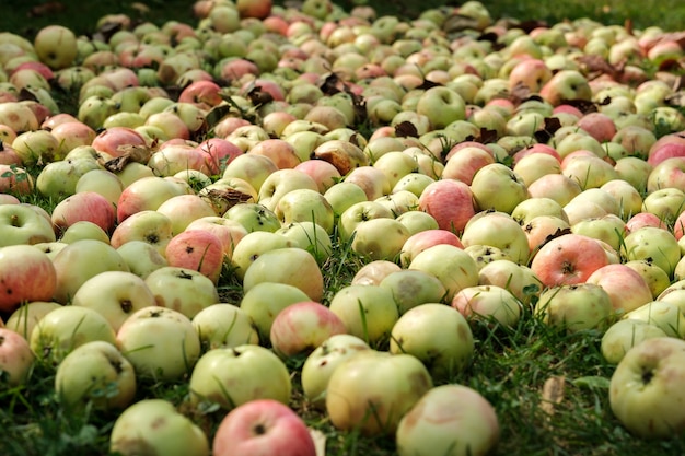 Many small ripe apples that have fallen from the tree are scattered on the grass with a side perspective view, damaged and dented.