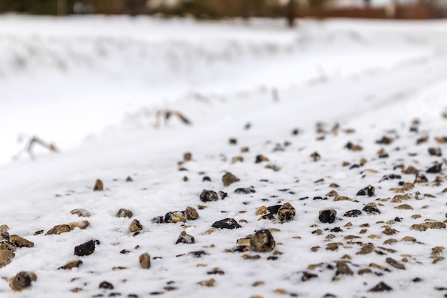 Many small stones in brown and gray color in white snow