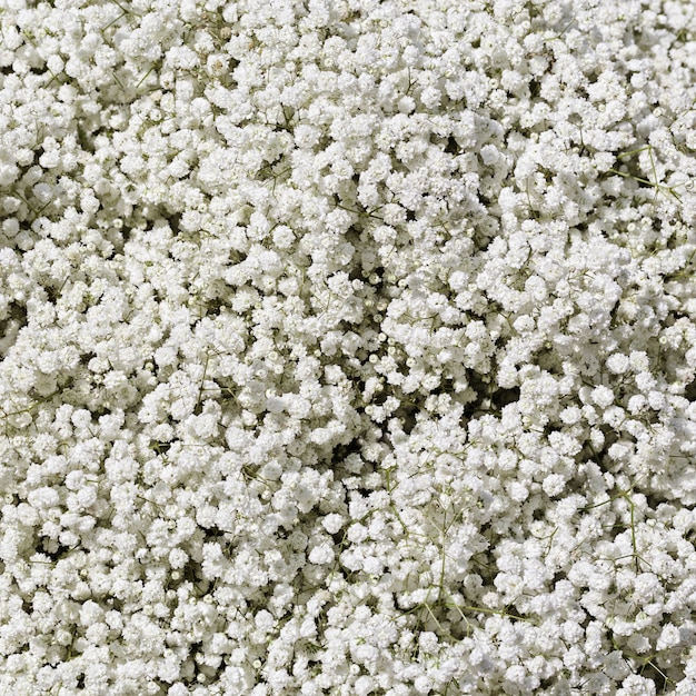 Many small white flowers. Natural floral background.