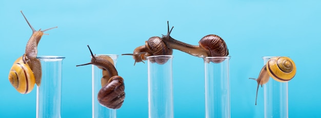 Many snails on chemical test tubes Obtaining snail mucin in cosmetology Snail mucin for skin certification The use of snail mucin in cosmetology