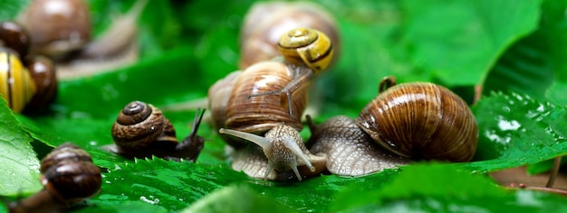 Many snails crawl on green leaves closeup The use of snail mucus in cosmetology Skin care and beauty concept