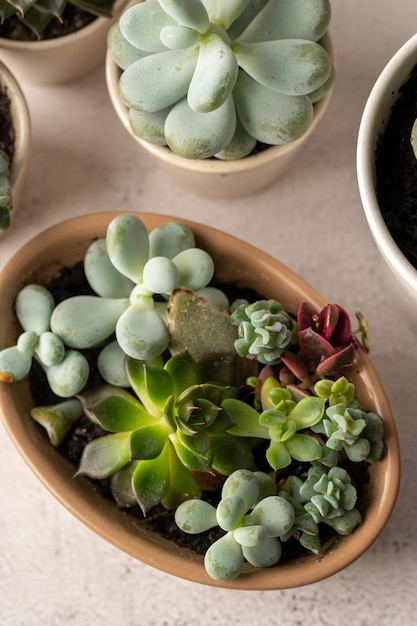 Many succulent plants indoor potted plant Beautiful succulents