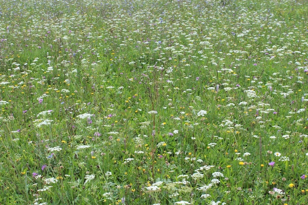 Many summer flowers growing on the field