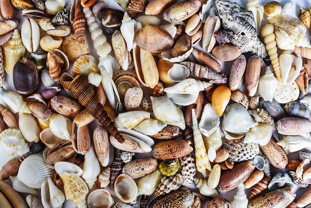 Many tropical seashells as a background