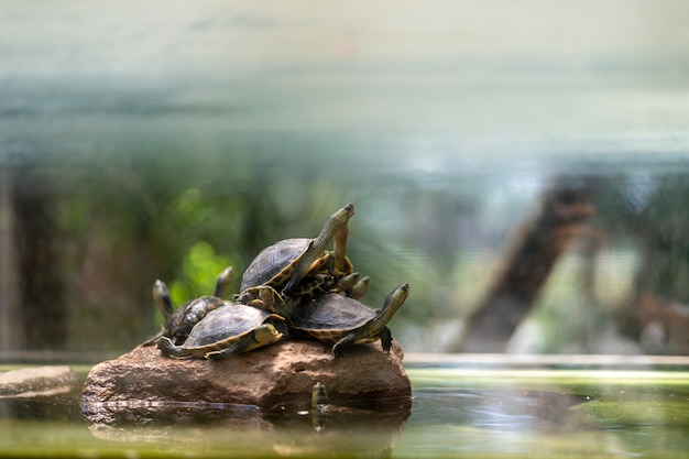 Many turtles come to rest on the rocks.