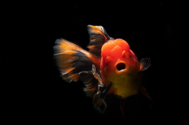 Many type of goldfish Ranchu. Very cute and beautiful of natural art.